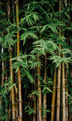bamboo-placeholder2